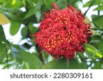 Red Flower Brownea Ariza Benth. ...
