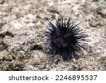A Large Black Male Sea Urchin...