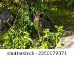 Small photo of Dusky pademelon Thylogale brunii marsupial, rare animal nature background. endemic under zoo protection concept . tasmanian philanderer
