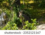 Small photo of Dusky pademelon Thylogale brunii marsupial, rare animal nature background. endemic under zoo protection concept . tasmanian philanderer