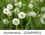 Dandelions in field. Plant in spring. Details of summer nature. Dandelion with fluff.