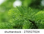 Fir Branch With Drops Of...