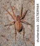 Small photo of Adult Wolf Spider of the Family Lycosidae