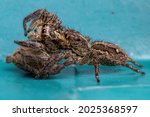 Small photo of Female Adult Pantropical Jumping Spider of the species Plexippus paykulli doing cannibalism
