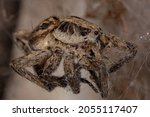 Small photo of Dead Adult Wolf Spider of the Family Lycosidae