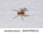 Small photo of Small Wolf Spider of the Family Lycosidae preying on a insect