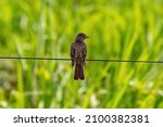 Small Tyrant Flycatcher Bird Of ...