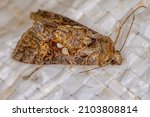 Adult Moth Insect Of The Order...