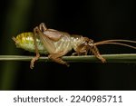 Small photo of Raspy Cricket Nymph of the Family Gryllacrididae