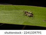 Small photo of Raspy Cricket Nymph of the Family Gryllacrididae