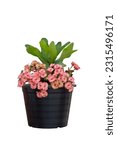 Small photo of Pink Euphorbia milli or Crown of Thorns flower in black plastic pot isolated on white background included clipping path.