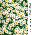 Small photo of Background with detail and texture of a multitude of flowers in white and yellow tones, with green vegetation