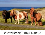 Three Windswept Shetland Ponies ...
