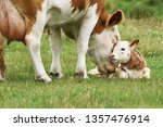 Mother Cow Licks Calf
