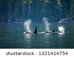 Killer Whales  Three Orcas In A ...