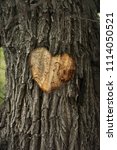 Heart On A Tree. Cuttings From...
