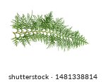 evergreen cedar cypress pine... | Shutterstock . vector #1481338814