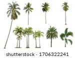 Coconut And Palm Trees Isolated ...