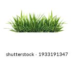 Isolated green grass on a white ...