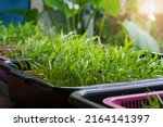 Small photo of The Swamp Morning Glory (Chinese Water Spinach) sprouts are growing on plastic basket. The microgreens are a live food, which makes many nutrients more available for digestion and assimilation.