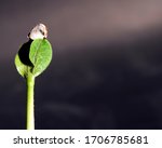 Isolated Quash Sprout With Seed ...