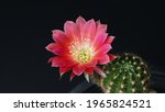 Close Up Red Cactus Flower...