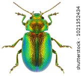Leaf beetle chrysolina graminis ...