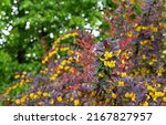 Small photo of Small yellow flowers of Tunberg's barberry or Japanese barberry. Thunberg barberry is an ornamental shrub with purple-carmine foliage and yellow flowers.