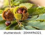 Ripe Chestnuts Close Up. Sweet...