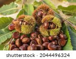 Ripe chestnuts close up. Sweet raw chestnuts. Husked chestnuts and chestnuts with skin. Organic food. Food background. Healthy eating. Healthy lifestyle. Protein source. View from above