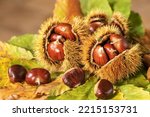 Ripe Chestnuts Close Up. Sweet...