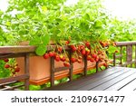 Strawberry Plants With Lots Of...