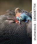 A Helmeted Guinea Fowl Cleaning ...