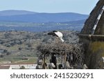 Small photo of Serene scene capturing a stork gracefully perched atop a church bell tower, embodying the peaceful coexistence of wildlife and architectural beauty