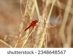 Small photo of Scarlet Skimmer Dragonfly, ruddy marsh skimmer, Crocothemis servilia,The whole body is red.Transparent wings clinging to the grass stalks in nature.