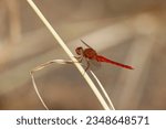 Small photo of Scarlet Skimmer Dragonfly, ruddy marsh skimmer, Crocothemis servilia,The whole body is red.Transparent wings clinging to the grass stalks in nature.