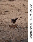Small photo of 2 Hammerkop birds mating, seen on safari in South Africa