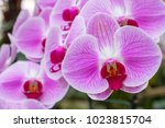 Close Up.purple Orchids Vanda...