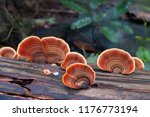 Close Up.brown Mushrooms ...