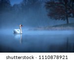 Mute swan (Cygnus olor) gliding across a mist covered lake at dawn. Amazing morning scene, misty morning, beautiful majestic swan on the lake in morning mist, fairy tale, swan lake, beauty