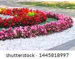 A Flower Bed Of Flowers In The...