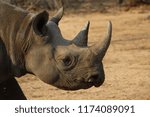 Small photo of Black Rhino, Naledi Game Reserve