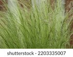 Small photo of Stipa tenuissima Pony Tails - Shining silvery panicles with long awns, soft fine, hair-like leaves.