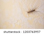 House centipede (Scutigera coleoptrata). The Flycatcher. Centipede flycatcher insect predator.