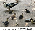Group Of Young Muscovy Ducks On ...