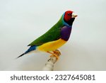 Small photo of Beautiful finches Green, Finches 7color Gouldian Finch, Male Bird Style Face red chest purple body yellow. bird in front of a white background.