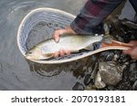 Small photo of Cutthroat trout river fishing in Alberta, Canada - man holding large fish in net