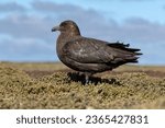 Small photo of Falkland Skua stood in diddle dee heathland