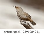 Small photo of Cobb's Wren singing - rare and endemic Falklands bird