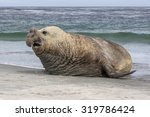 Southern Elephant Seal Bull  ...